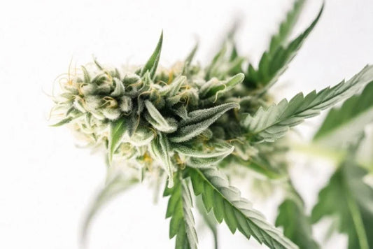 L'hiver et la peau : Comment le CBD peut aider à maintenir une peau saine malgré le froid ?