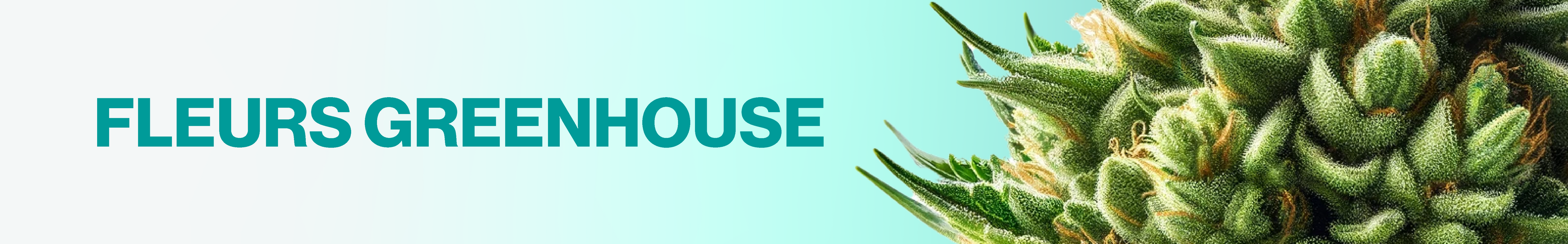 Fleurs de CBD > Greenhouse