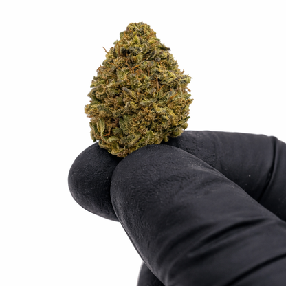 Pack 25Gr Small Bud Lifter Us Greenhouse