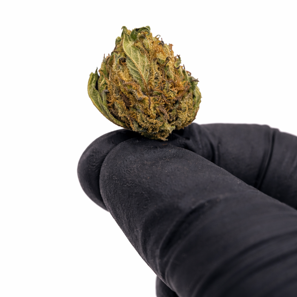 Pack 25Gr Small Bud Sour Diesel Greenhouse