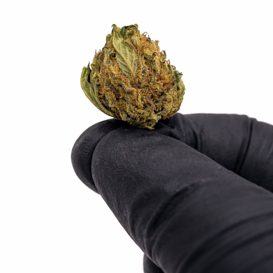 Pack 25Gr Small Bud Sour Diesel Greenhouse