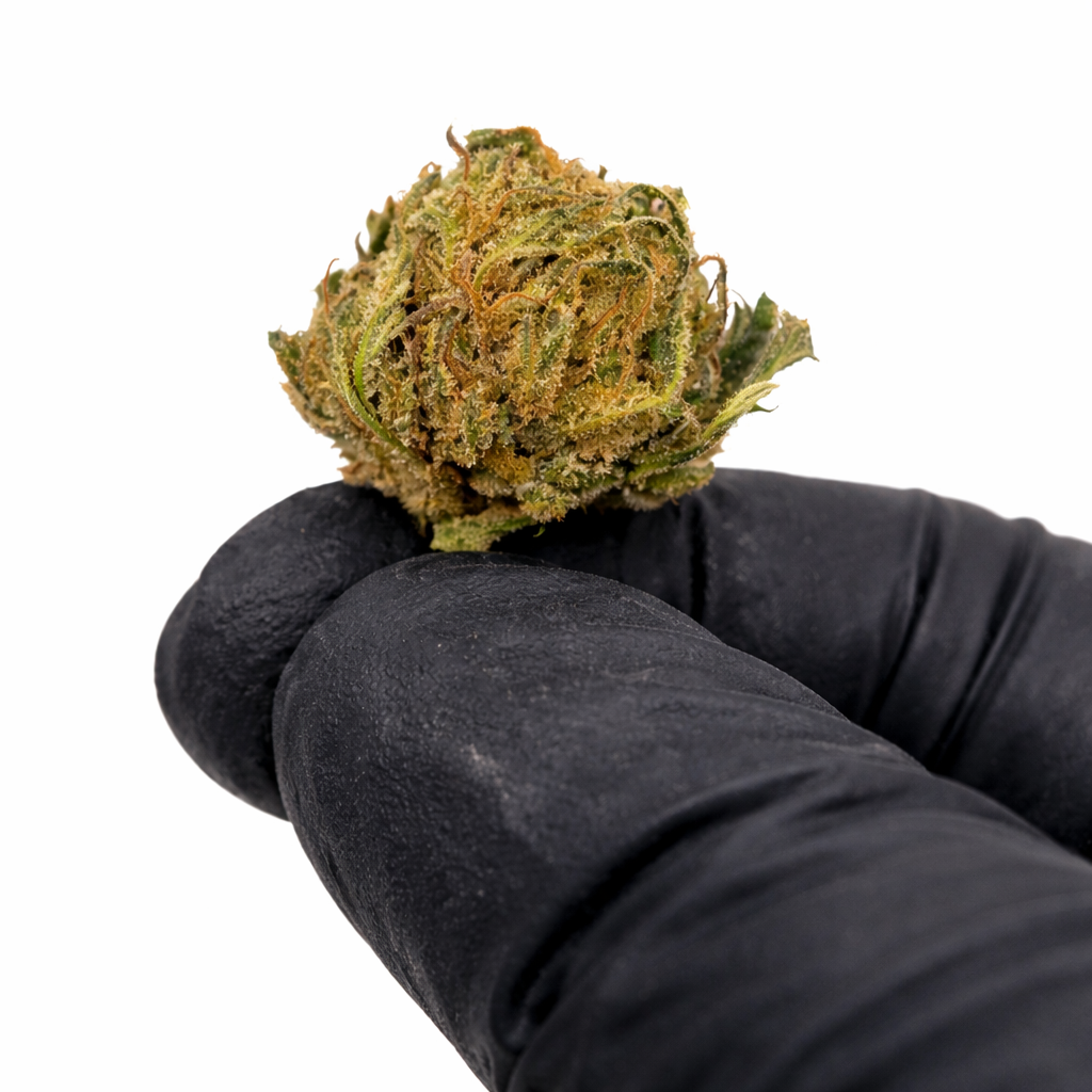 Pack 25Gr Small Bud Super Lemon Greenhouse